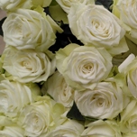 Snowy Jewel Roses ramifie blanche Equateur Ethiflora